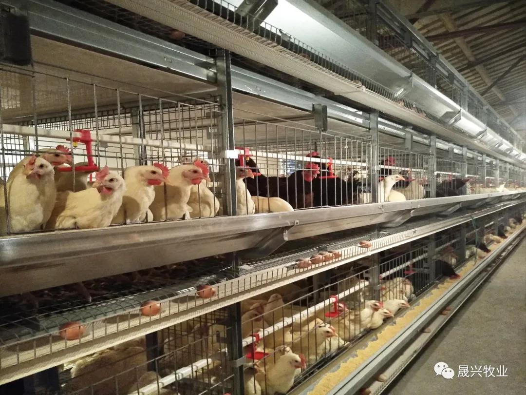 ag����(�й���)����