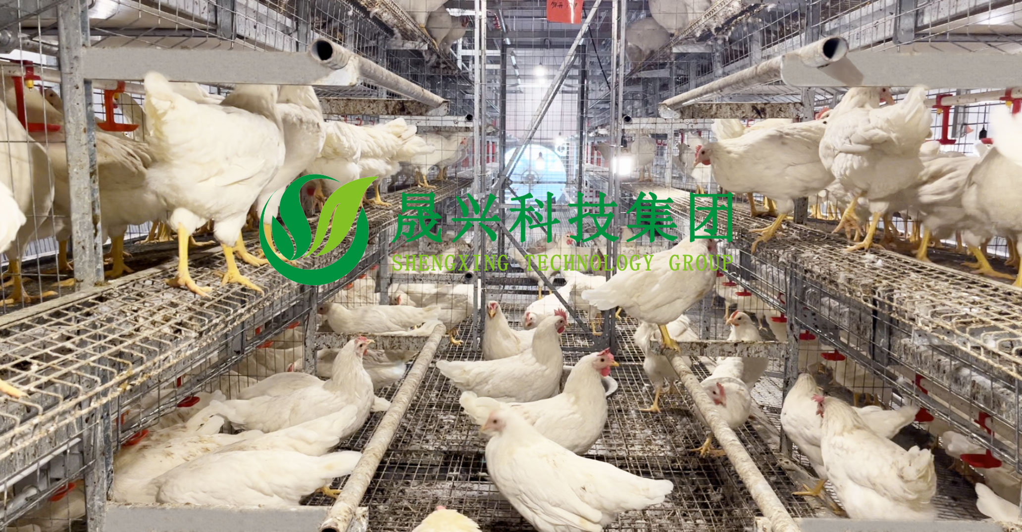 ag����(�й���)����