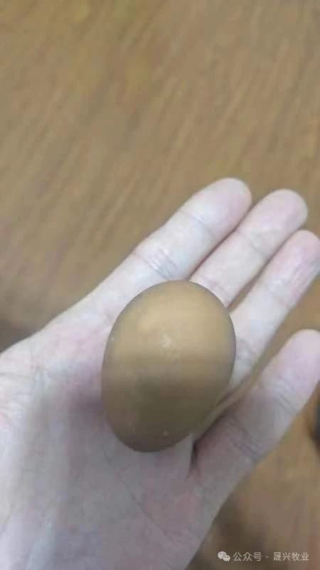 ag����(�й���)����