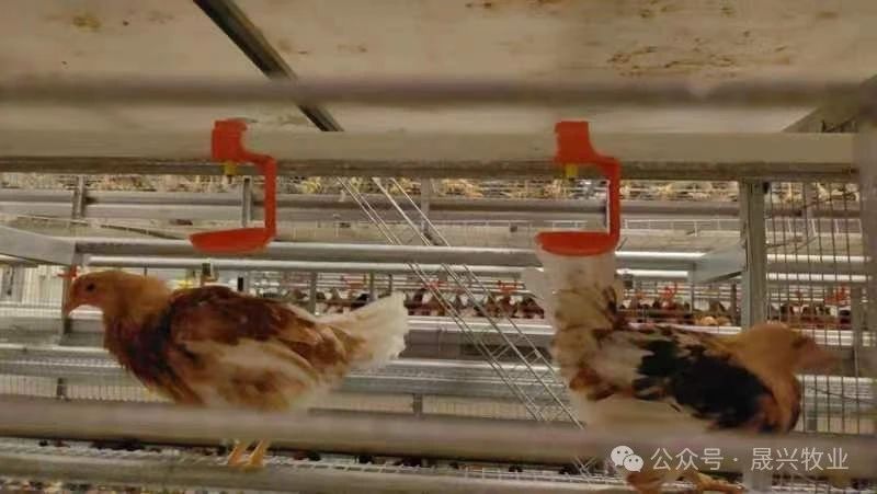 ag����(�й���)����